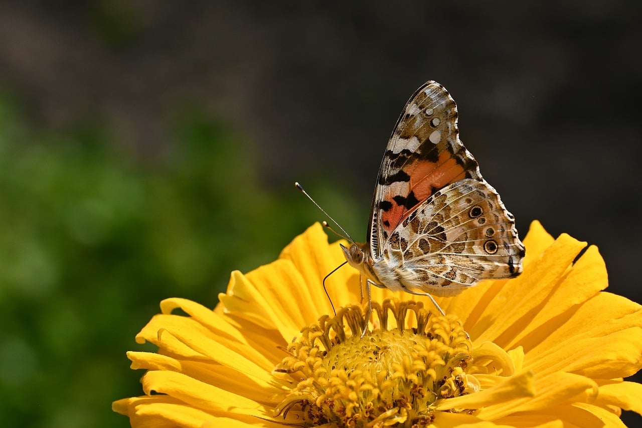 butterfly, nature, summer, close-up, wings, zinnia, garden, bloom, orange, yellow, landing, detailed, beautiful, colors, brown, flowering, wing pattern, soft background, macro, natural beauty