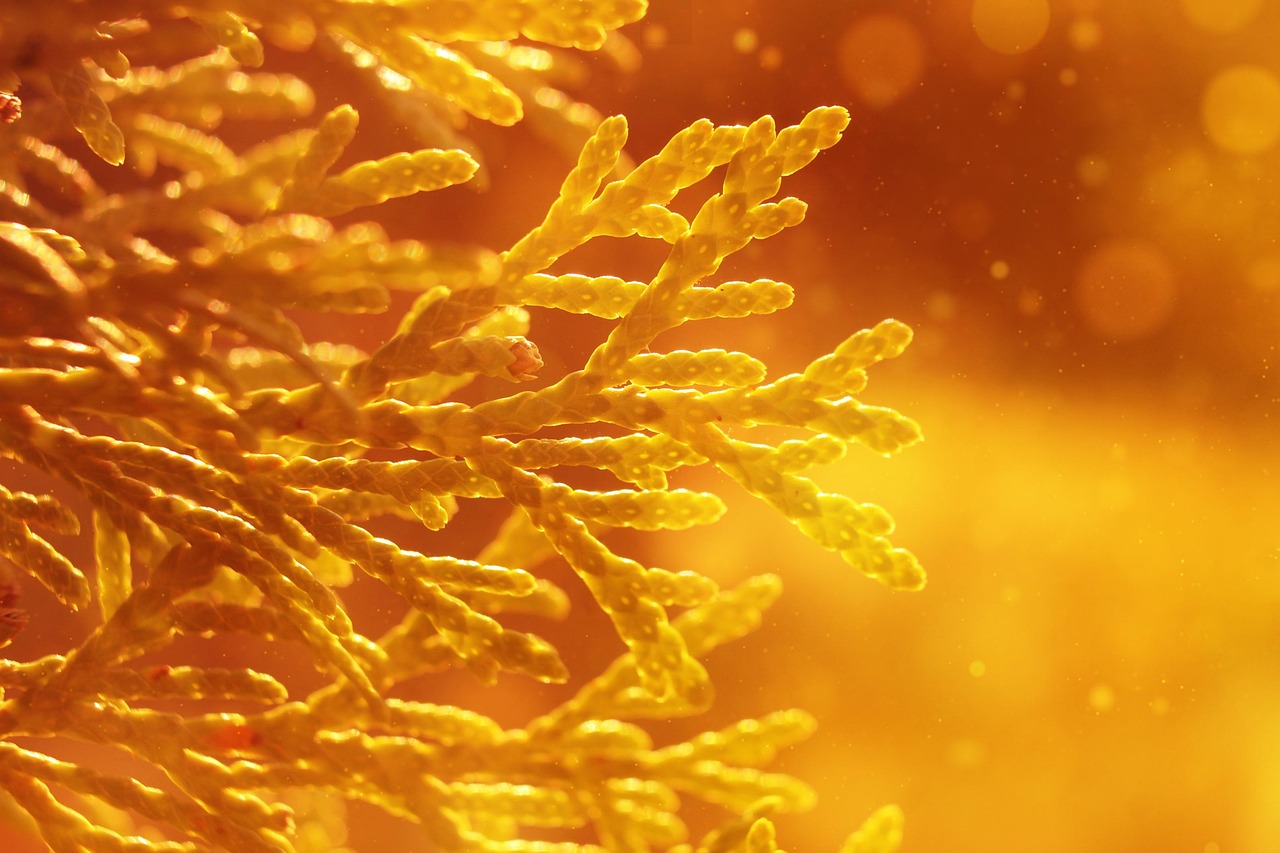 thuja, foliage, leaves, nature, close up, nature, nature, nature, nature, nature